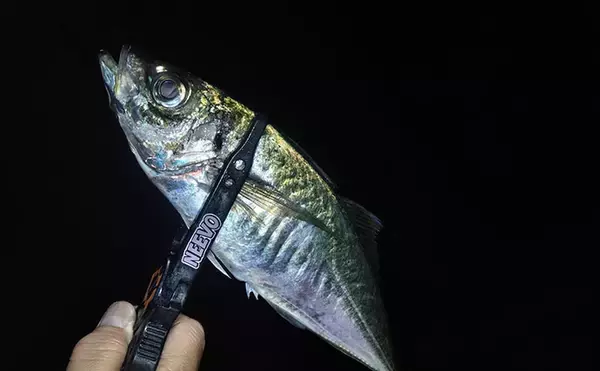 「アジング大会のプラで35cm級大型アジが連発！【福井】練習で釣れすぎて翌日の本番は棄権？」の画像