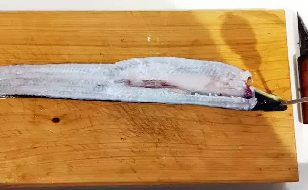 「平作川支流でのウナギ釣り良型4尾キャッチ！【神奈川】ザリガニむき身とミミズ餌にヒット」の画像