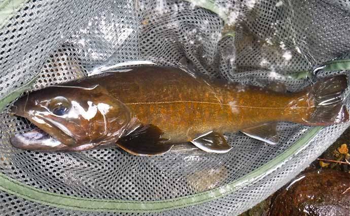 渓流釣りポイント紹介【長野・木曽川水系】貴重なヤマトイワナが生息