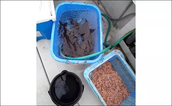 「【船のエサ釣り釣果速報】天ビン釣りでイシダイ混じりに良型イサキ順調（福岡）」の画像