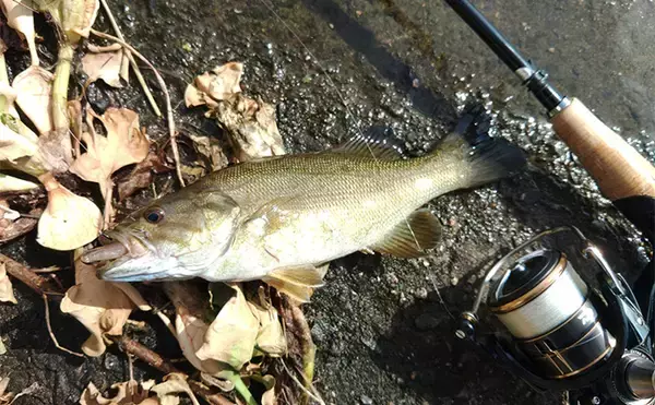 「メジャーフィールド「紀の川」でバスフィッシング堪能【和歌山】50cm級バスを狙い撃つ！」の画像