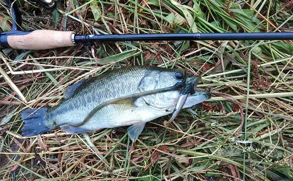 「メジャーフィールド「紀の川」でバスフィッシング堪能【和歌山】50cm級バスを狙い撃つ！」の画像