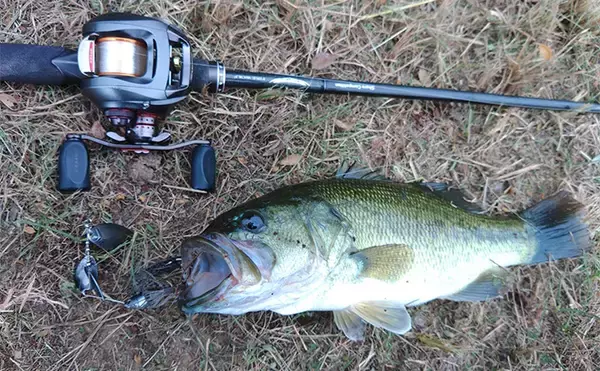 「メジャーフィールド「紀の川」でバスフィッシング堪能【和歌山】50cm級バスを狙い撃つ！」の画像
