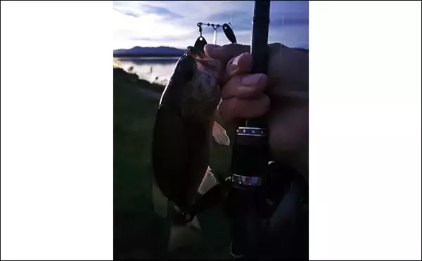 「メジャーフィールド「紀の川」でバスフィッシング堪能【和歌山】50cm級バスを狙い撃つ！」の画像