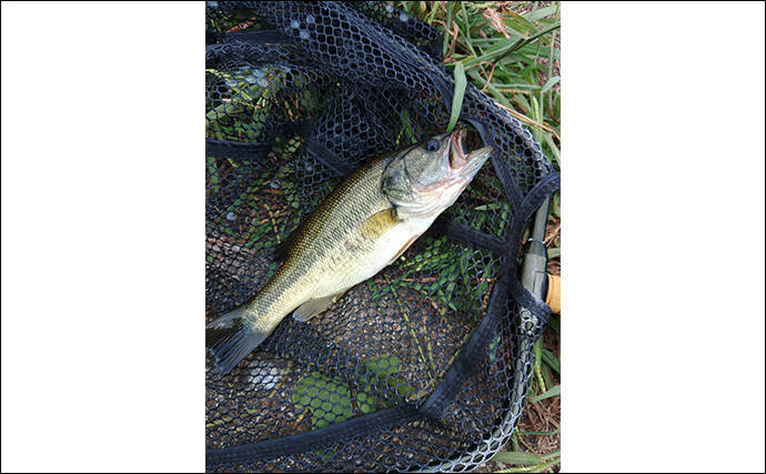 メジャーフィールド「紀の川」でバスフィッシング堪能【和歌山】50cm級バスを狙い撃つ！