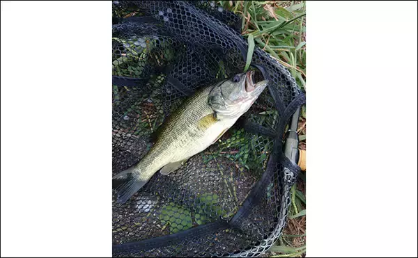 「メジャーフィールド「紀の川」でバスフィッシング堪能【和歌山】50cm級バスを狙い撃つ！」の画像