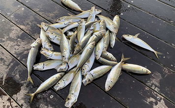 堤防サビキ釣りで25cm頭にアジ40匹手中！【福島】ぶっこみサビキで入れ食い満喫