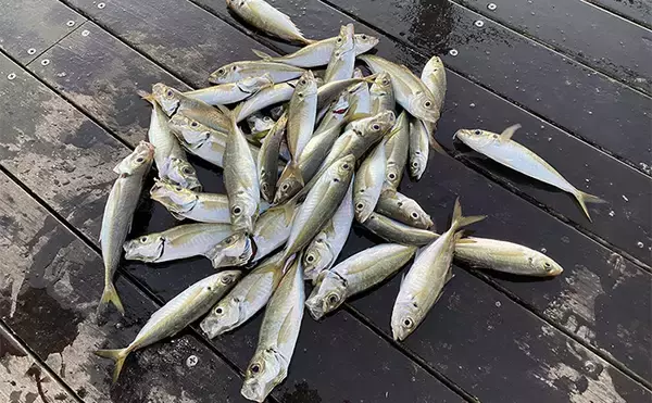堤防サビキ釣りで25cm頭にアジ40匹手中！【福島】ぶっこみサビキで入れ食い満喫