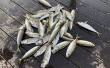 堤防サビキ釣りで25cm頭にアジ40匹手中！【福島】ぶっこみサビキで入れ食い満喫