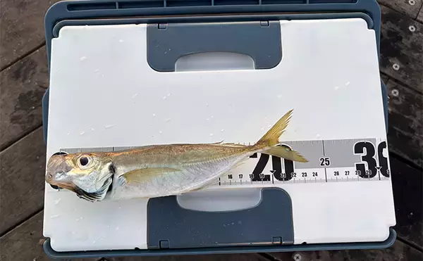 「堤防サビキ釣りで25cm頭にアジ40匹手中！【福島】ぶっこみサビキで入れ食い満喫」の画像