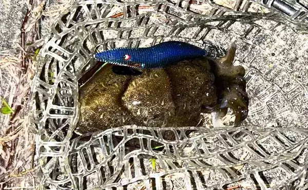 漁港エギング釣行でコウイカ5連発！「ボトムウォーク」アクションが的中