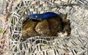 漁港エギング釣行でコウイカ5連発！「ボトムウォーク」アクションが的中