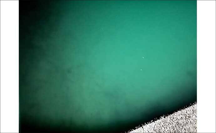 漁港エギング釣行でコウイカ5連発！「ボトムウォーク」アクションが的中