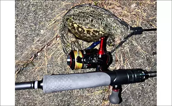 「漁港エギング釣行でコウイカ5連発！「ボトムウォーク」アクションが的中」の画像