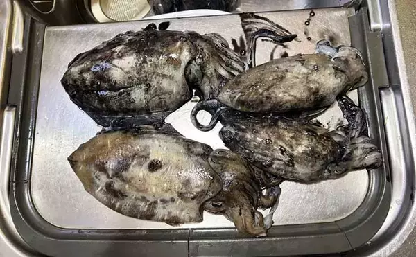 「漁港エギング釣行でコウイカ5連発！「ボトムウォーク」アクションが的中」の画像