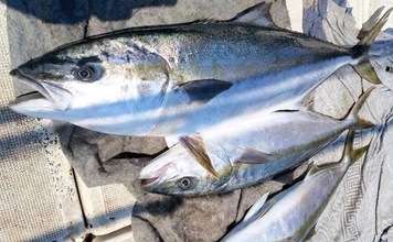 「生きたイカで大物を狙う」早福沖のイカ流し釣りで20kgヒラマサ！【船釣り最新情報4選・長崎／佐賀】