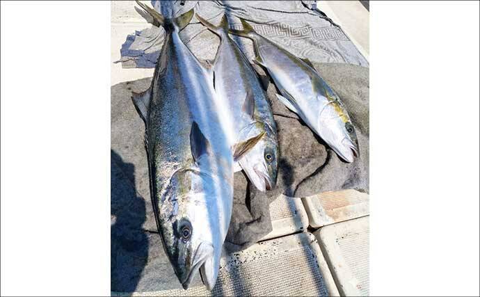 「生きたイカで大物を狙う」早福沖のイカ流し釣りで20kgヒラマサ！【船釣り最新情報4選・長崎／佐賀】