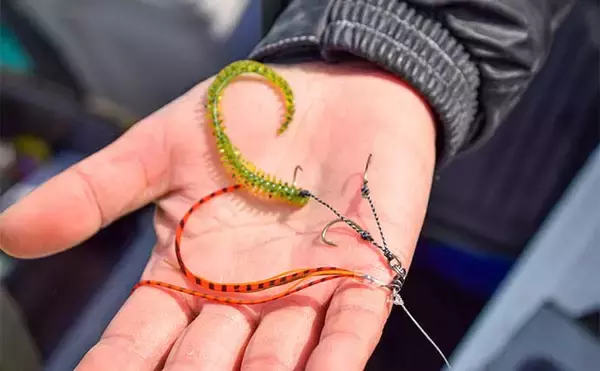 「五目タイラバゲームで52cm特大ウッカリカサゴ　海毛虫チューンが的中」の画像