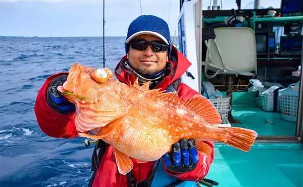 「五目タイラバゲームで52cm特大ウッカリカサゴ　海毛虫チューンが的中」の画像