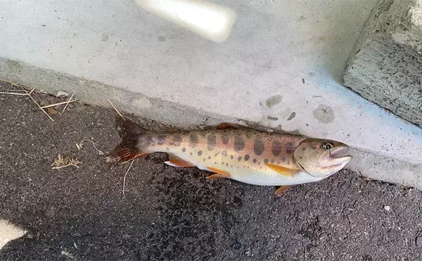 「里川での提灯釣りでアマゴにイワナ合計6匹を手中【岐阜・飛騨】釣果はBBQで塩焼きに」の画像