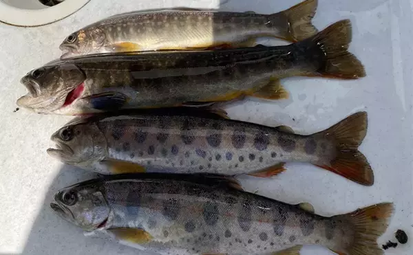 「里川での提灯釣りでアマゴにイワナ合計6匹を手中【岐阜・飛騨】釣果はBBQで塩焼きに」の画像