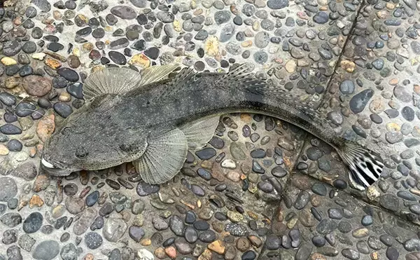 「人気釣りフィールド「浜名湖」の不人気ポイント【表鷲津湖岸公園】はマゴチパラダイス？」の画像