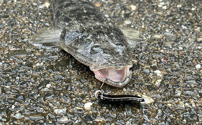 人気釣りフィールド「浜名湖」の不人気ポイント【表鷲津湖岸公園】はマゴチパラダイス？