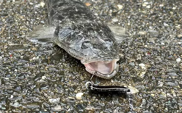 「人気釣りフィールド「浜名湖」の不人気ポイント【表鷲津湖岸公園】はマゴチパラダイス？」の画像