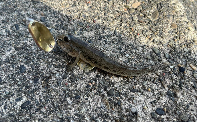 人気釣りフィールド「浜名湖」の不人気ポイント【表鷲津湖岸公園】はマゴチパラダイス？