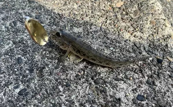 「人気釣りフィールド「浜名湖」の不人気ポイント【表鷲津湖岸公園】はマゴチパラダイス？」の画像