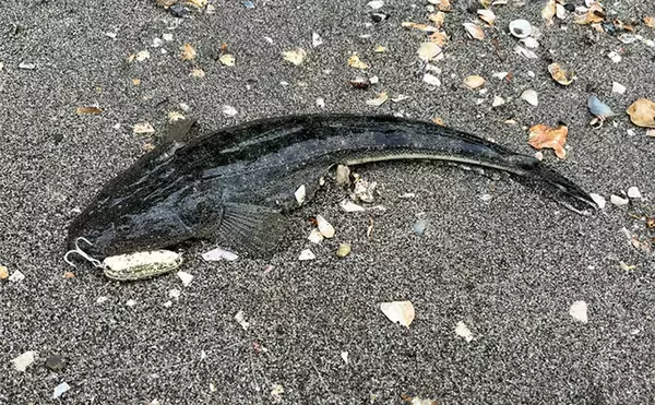 「人気釣りフィールド「浜名湖」の不人気ポイント【表鷲津湖岸公園】はマゴチパラダイス？」の画像