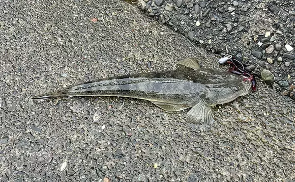 「人気釣りフィールド「浜名湖」の不人気ポイント【表鷲津湖岸公園】はマゴチパラダイス？」の画像