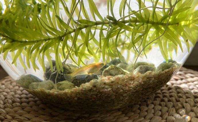 メダカは冬眠する魚！「冬はどうすればいい？」 屋外飼育で気をつけたい3つのこと