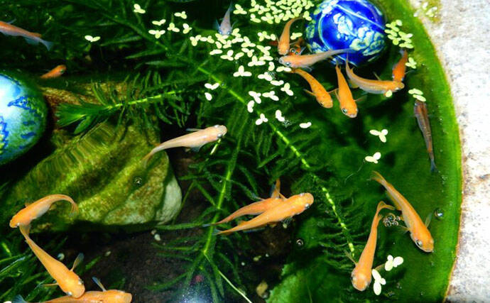 メダカは冬眠する魚！「冬はどうすればいい？」 屋外飼育で気をつけたい3つのこと