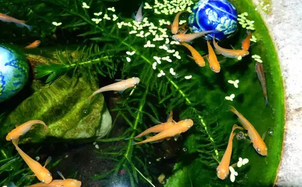 「メダカは冬眠する魚！「冬はどうすればいい？」 屋外飼育で気をつけたい3つのこと」の画像