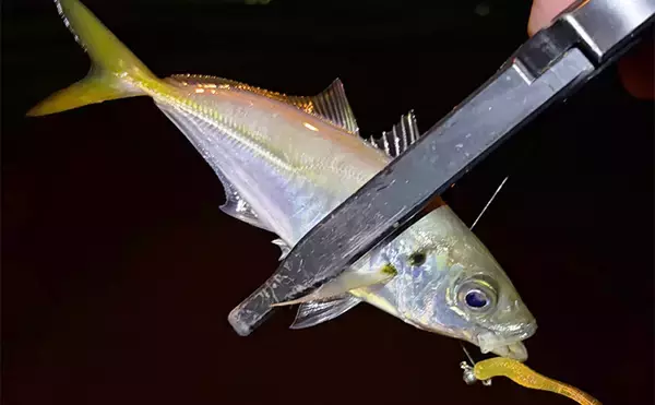 大阪南港アジングゲームで「2時間でアジ25尾」と好調！ サイズは小型に終始