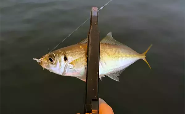 「大阪南港アジングゲームで「2時間でアジ25尾」と好調！ サイズは小型に終始」の画像