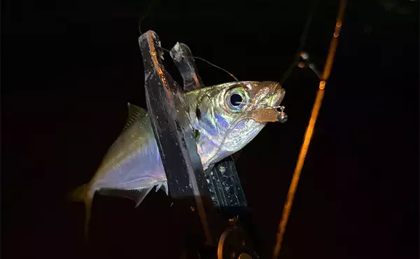 「大阪南港アジングゲームで「2時間でアジ25尾」と好調！ サイズは小型に終始」の画像