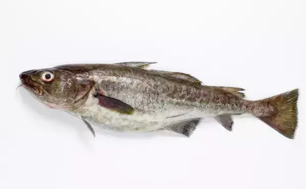 冬の食卓を支える「タラ」の価格はロシアの気分次第　安価な大衆魚は過去の話？