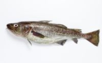 冬の食卓を支える「タラ」の価格はロシアの気分次第　安価な大衆魚は過去の話？