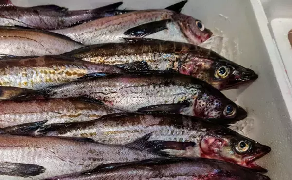 「冬の食卓を支える「タラ」の価格はロシアの気分次第　安価な大衆魚は過去の話？」の画像