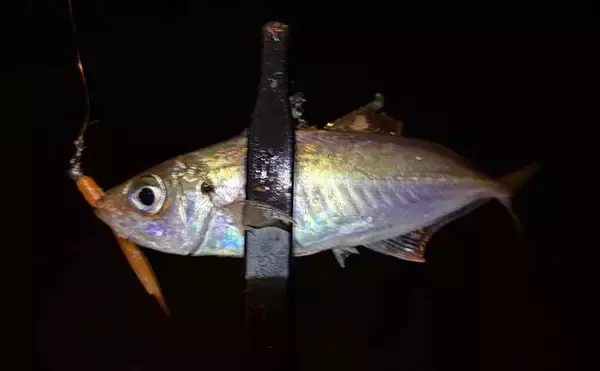 「今年のルアーのラッキーカラーは何色？　縁起が良いとされる「年女」に聞いてみた」の画像