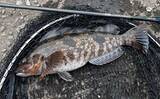 「ホタテ漁が始まるとアイナメが釣れる？　北海道噴火湾のローカルロックゲーム事情」の画像3
