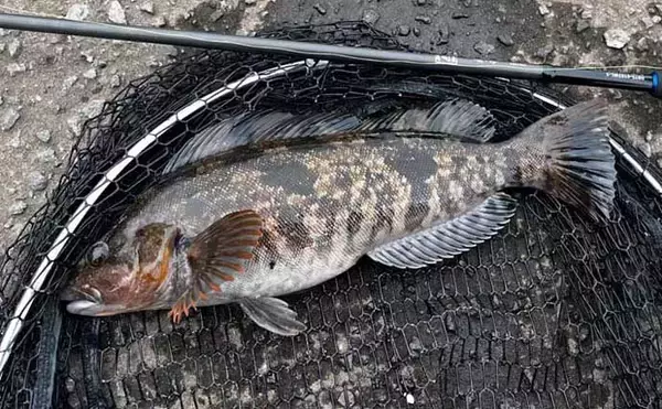 「ホタテ漁が始まるとアイナメが釣れる？　北海道噴火湾のローカルロックゲーム事情」の画像