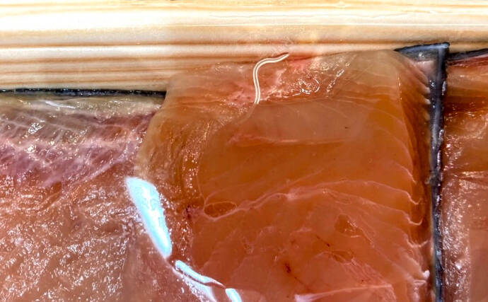 わずか100万分の1秒でアニサキスを殺虫する技術が開発される　量産化に期待！