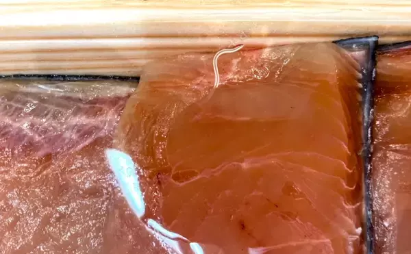 「わずか100万分の1秒でアニサキスを殺虫する技術が開発される　量産化に期待！」の画像