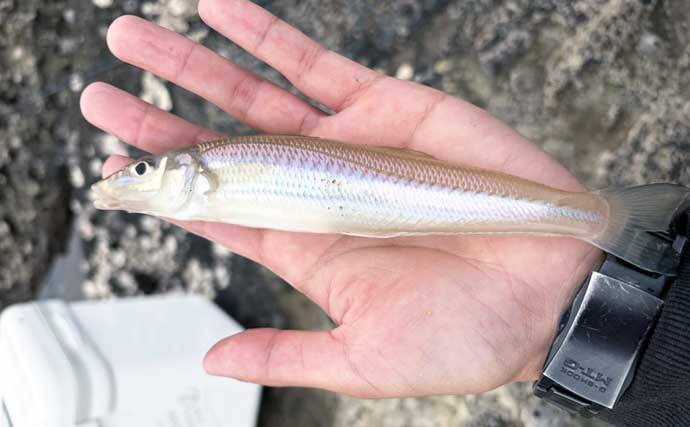 三浦半島でちょい投げシーズン開幕！ 岩礁サーフで21cm良型を筆頭にキス20匹をキャッチ