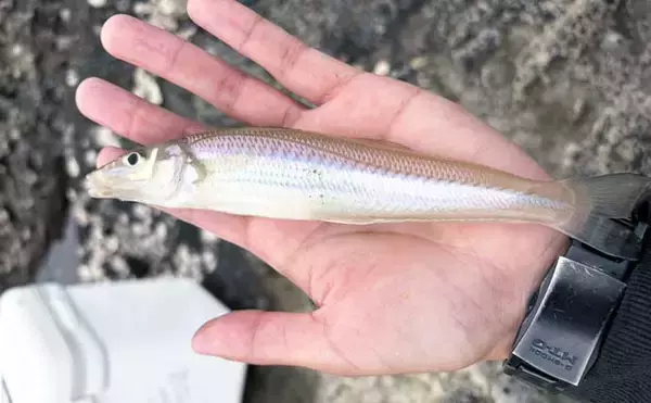「三浦半島でちょい投げシーズン開幕！ 岩礁サーフで21cm良型を筆頭にキス20匹をキャッチ」の画像