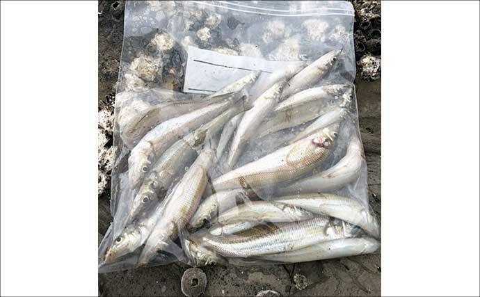三浦半島でちょい投げシーズン開幕！ 岩礁サーフで21cm良型を筆頭にキス20匹をキャッチ