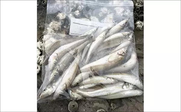 「三浦半島でちょい投げシーズン開幕！ 岩礁サーフで21cm良型を筆頭にキス20匹をキャッチ」の画像